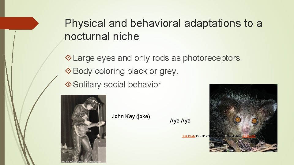 Physical and behavioral adaptations to a nocturnal niche Large eyes and only rods as