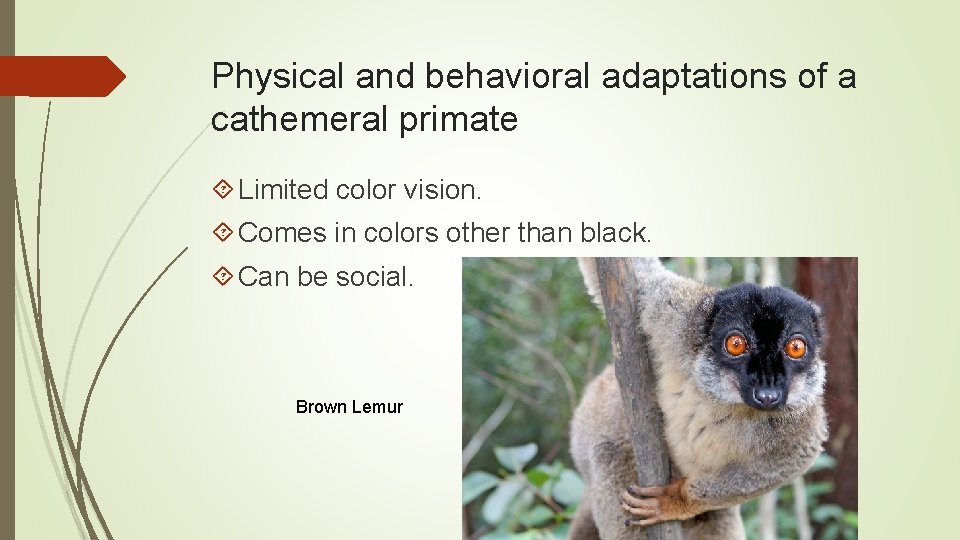 Physical and behavioral adaptations of a cathemeral primate Limited color vision. Comes in colors