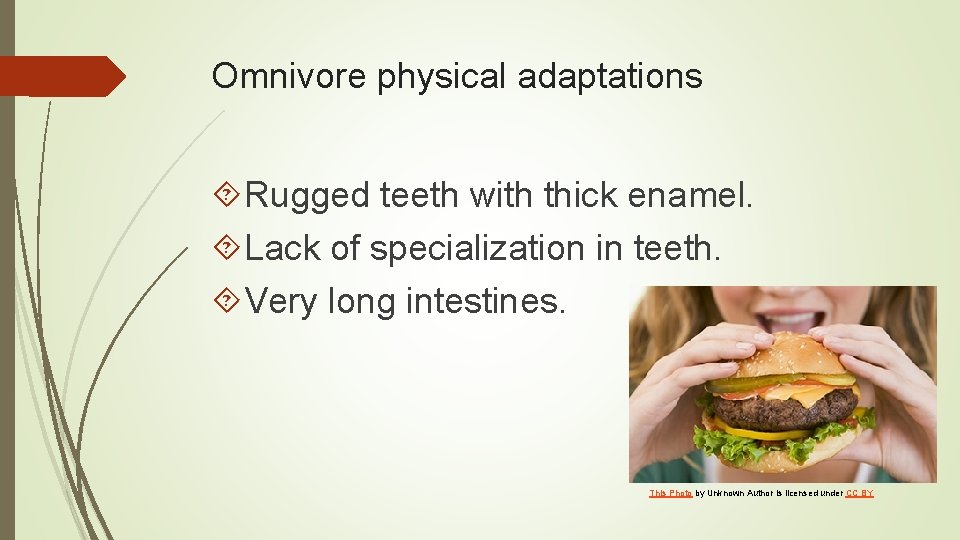 Omnivore physical adaptations Rugged teeth with thick enamel. Lack of specialization in teeth. Very