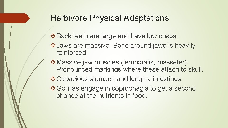 Herbivore Physical Adaptations Back teeth are large and have low cusps. Jaws are massive.