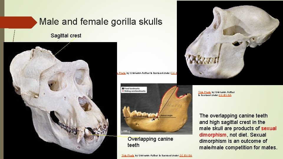 Male and female gorilla skulls Sagittal crest This Photo by Unknown Author is licensed