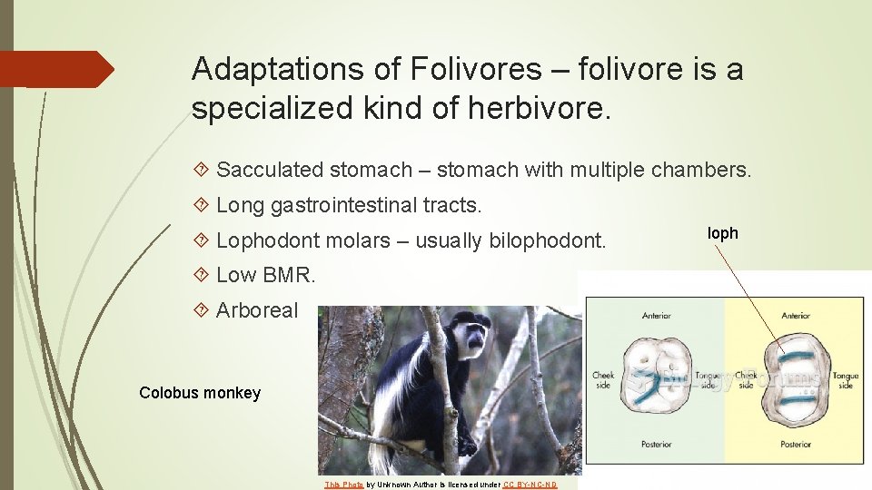 Adaptations of Folivores – folivore is a specialized kind of herbivore. Sacculated stomach –