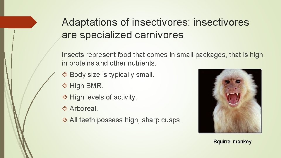 Adaptations of insectivores: insectivores are specialized carnivores Insects represent food that comes in small