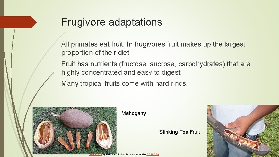 Frugivore adaptations All primates eat fruit. In frugivores fruit makes up the largest proportion