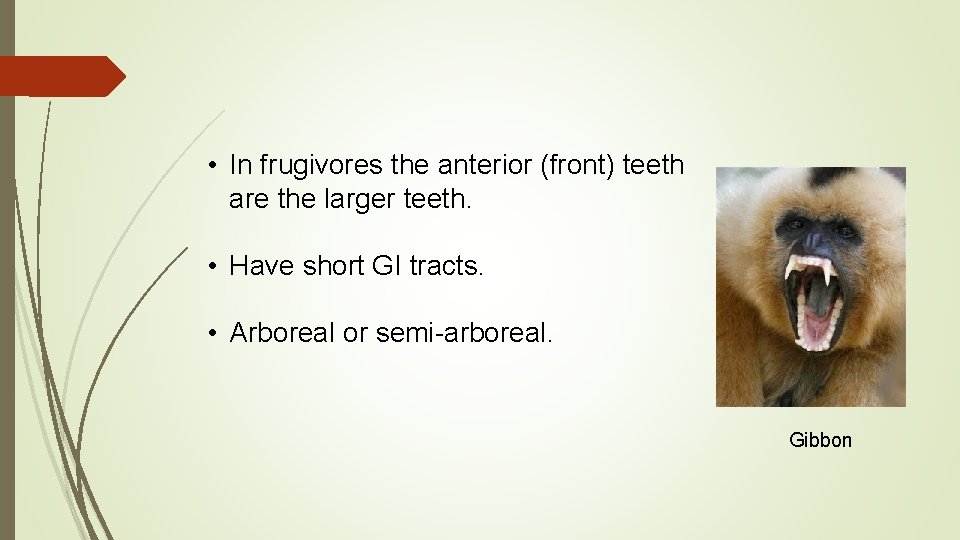  • In frugivores the anterior (front) teeth are the larger teeth. • Have