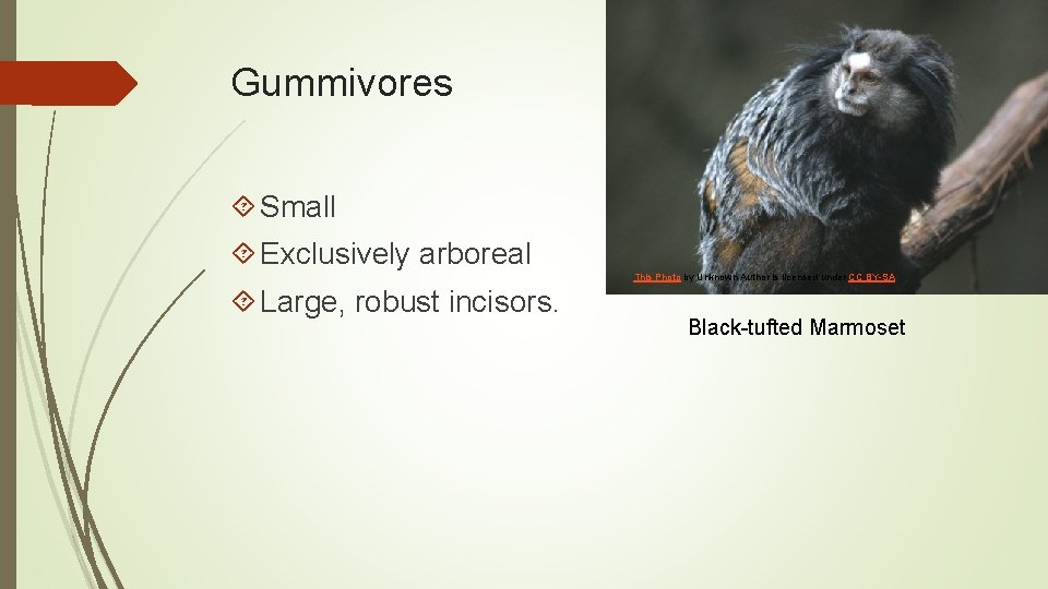 Gummivores Small Exclusively arboreal This Photo by Unknown Author is licensed under CC BY-SA