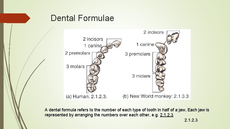 Dental Formulae A dental formula refers to the number of each type of tooth