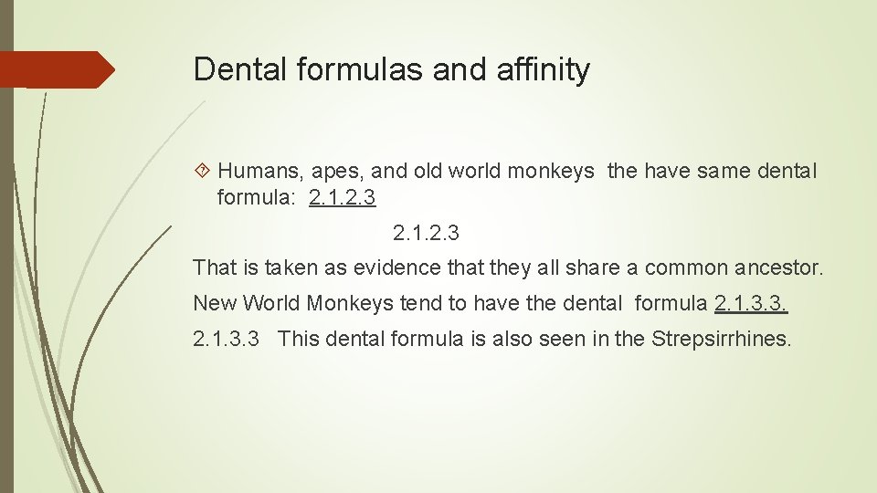 Dental formulas and affinity Humans, apes, and old world monkeys the have same dental