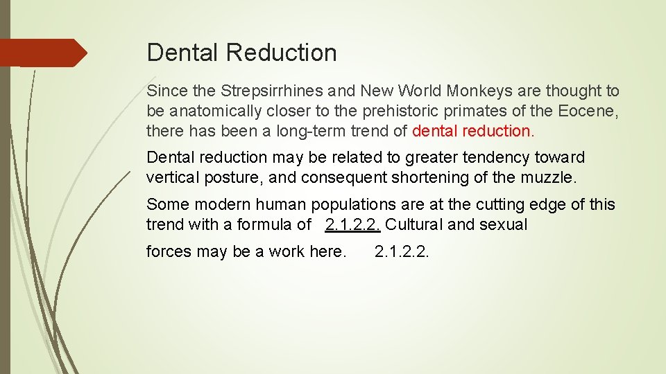 Dental Reduction Since the Strepsirrhines and New World Monkeys are thought to be anatomically