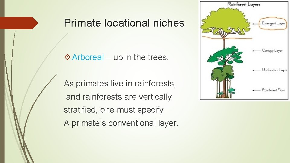 Primate locational niches Arboreal – up in the trees. As primates live in rainforests,