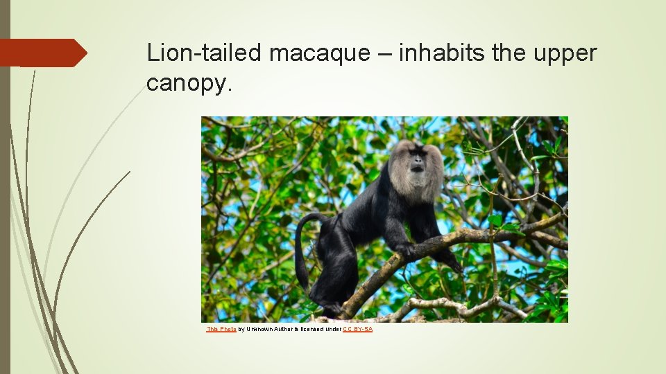 Lion-tailed macaque – inhabits the upper canopy. This Photo by Unknown Author is licensed