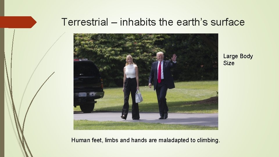 Terrestrial – inhabits the earth’s surface Large Body Size Human feet, limbs and hands