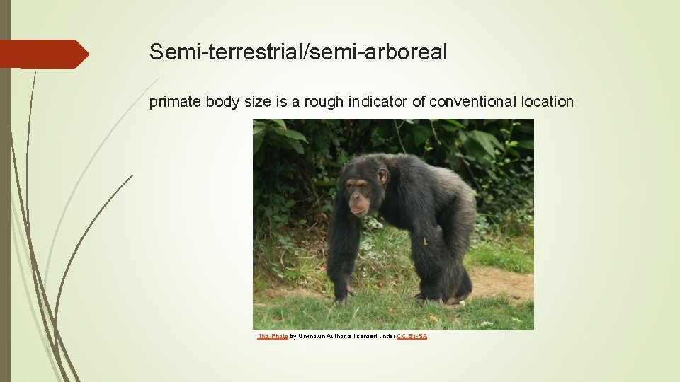 Semi-terrestrial/semi-arboreal primate body size is a rough indicator of conventional location This Photo by
