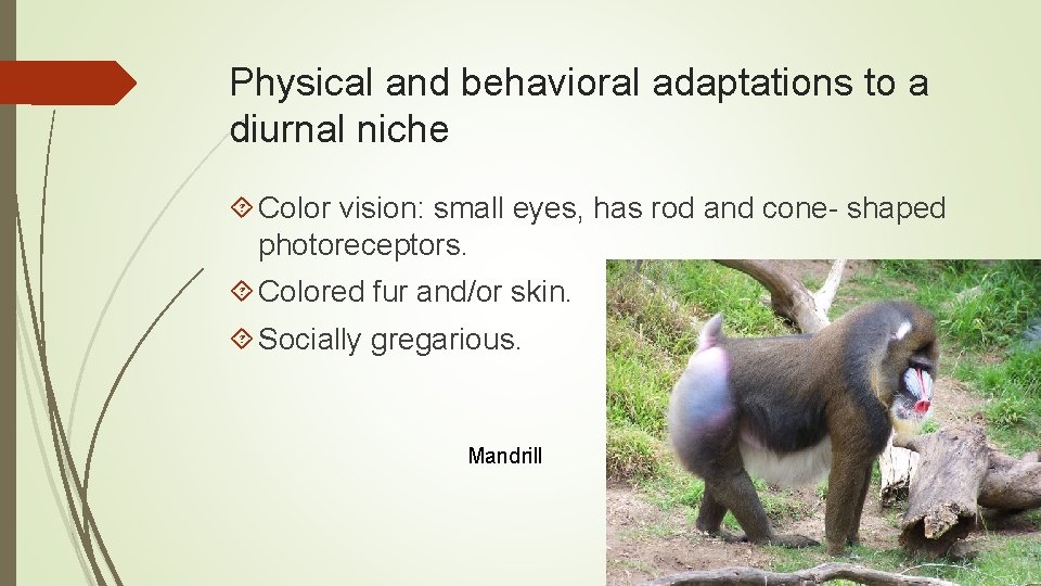 Physical and behavioral adaptations to a diurnal niche Color vision: small eyes, has rod