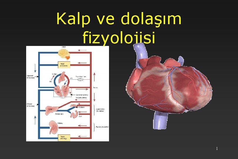 Kalp ve dolaşım fizyolojisi 1 