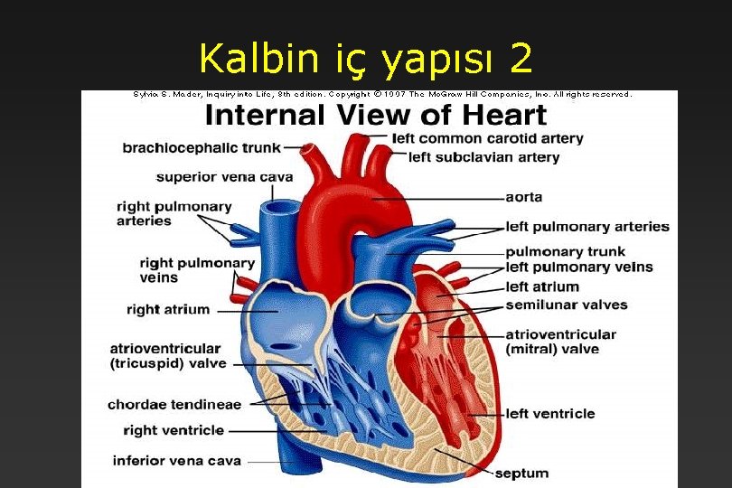 Kalbin iç yapısı 2 11 