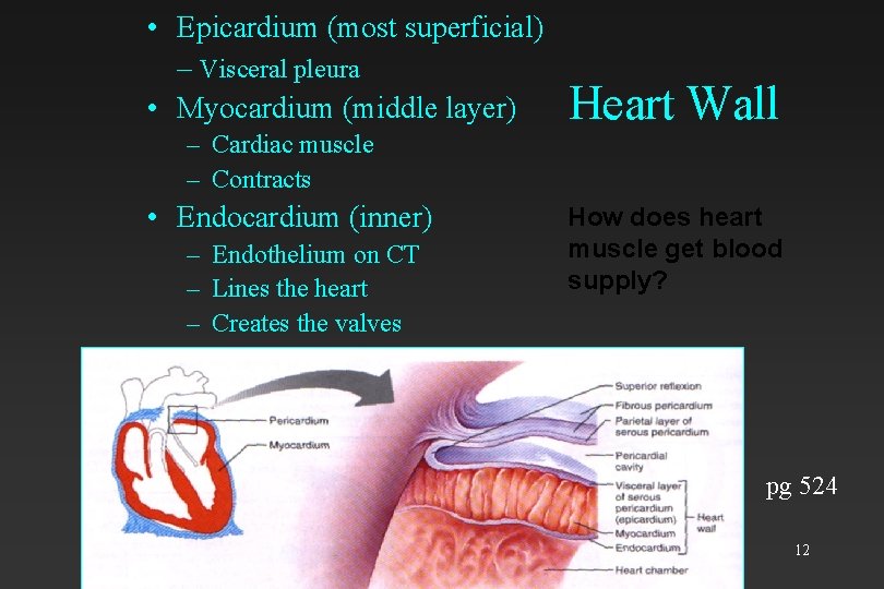  • Epicardium (most superficial) – Visceral pleura • Myocardium (middle layer) – Cardiac