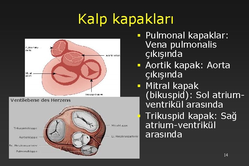 Kalp kapakları § Pulmonal kapaklar: Vena pulmonalis çıkışında § Aortik kapak: Aorta çıkışında §