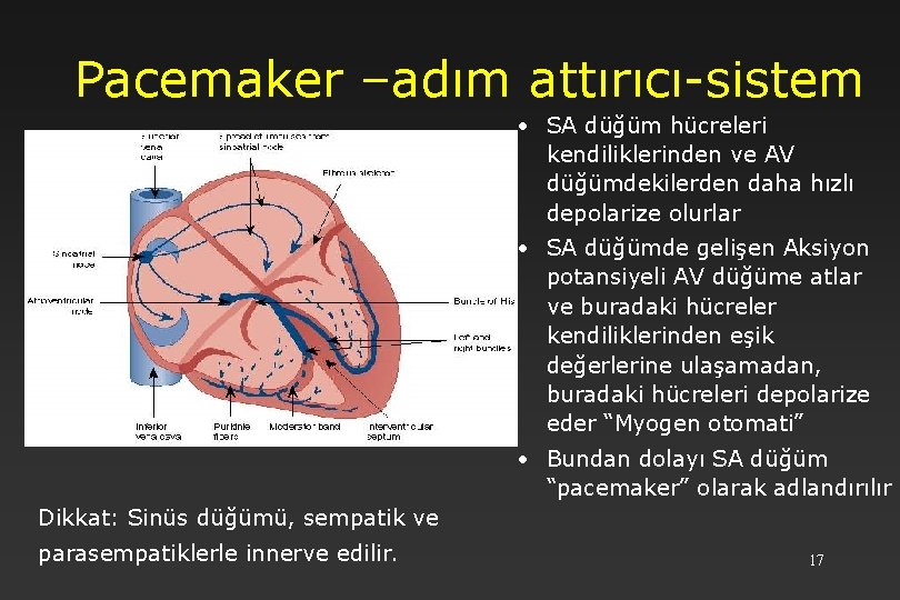 Pacemaker –adım attırıcı-sistem • SA düğüm hücreleri kendiliklerinden ve AV düğümdekilerden daha hızlı depolarize