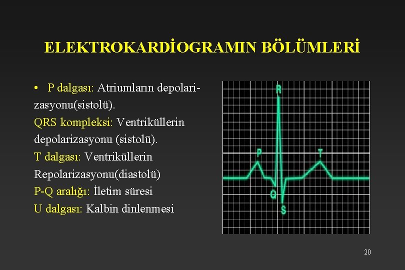 ELEKTROKARDİOGRAMIN BÖLÜMLERİ • P dalgası: Atriumların depolarizasyonu(sistolü). QRS kompleksi: Ventriküllerin depolarizasyonu (sistolü). T dalgası: