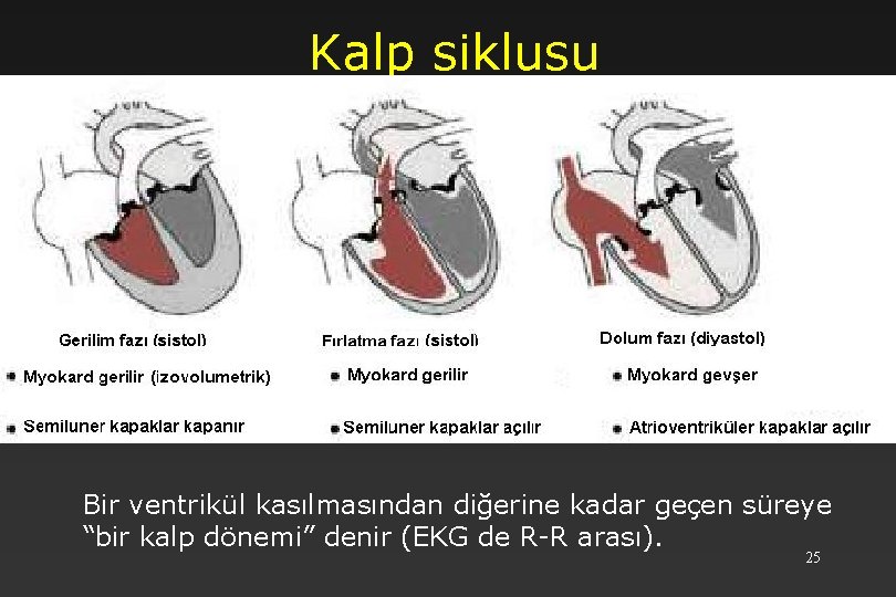 Kalp siklusu Bir ventrikül kasılmasından diğerine kadar geçen süreye “bir kalp dönemi” denir (EKG