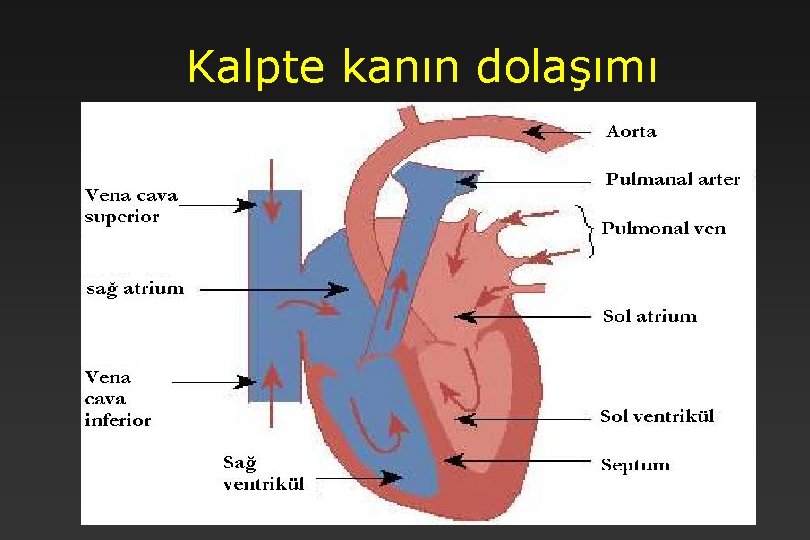 Kalpte kanın dolaşımı 26 