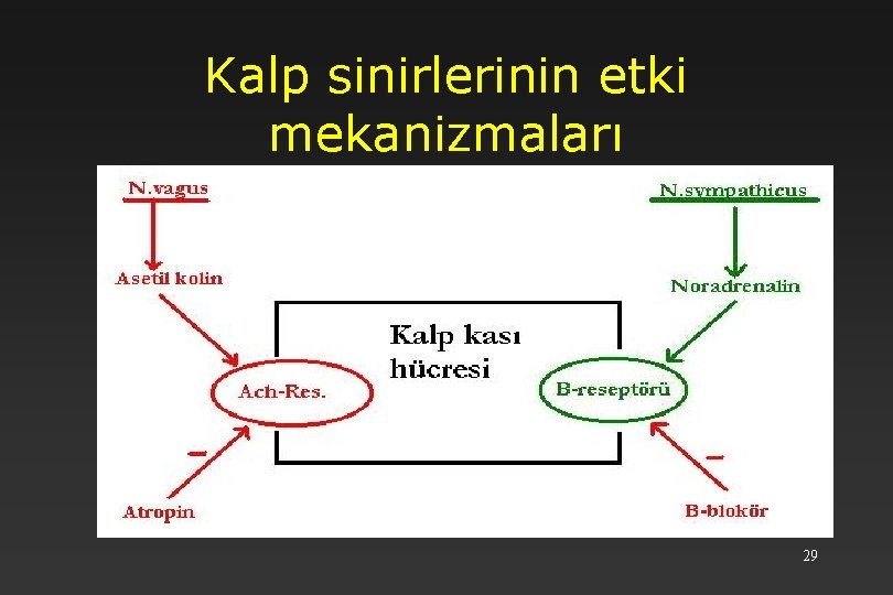 Kalp sinirlerinin etki mekanizmaları 29 