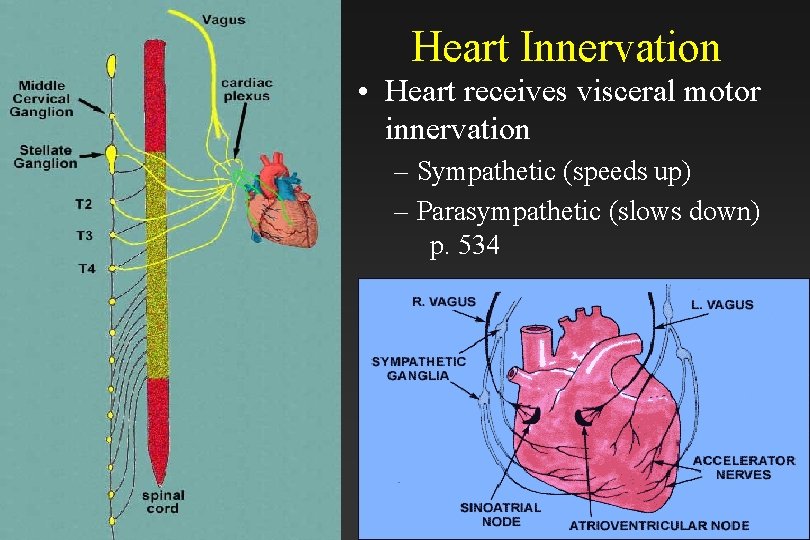 Heart Innervation • Heart receives visceral motor innervation – Sympathetic (speeds up) – Parasympathetic
