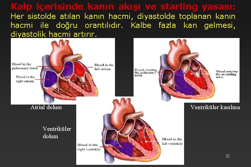 Kalp içerisinde kanın akışı ve starling yasası: Her sistolde atılan kanın hacmi, diyastolde toplanan