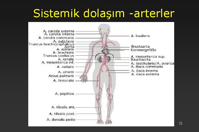 Sistemik dolaşım -arterler 32 