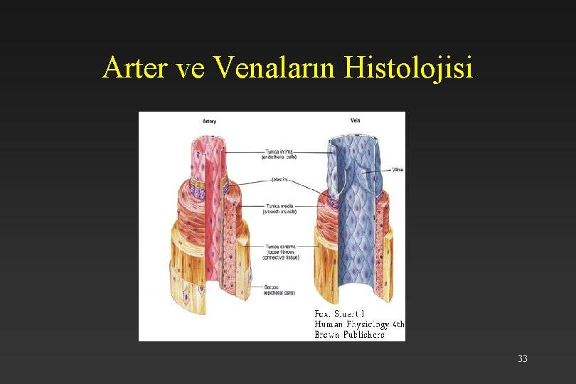 Arter ve Venaların Histolojisi 33 