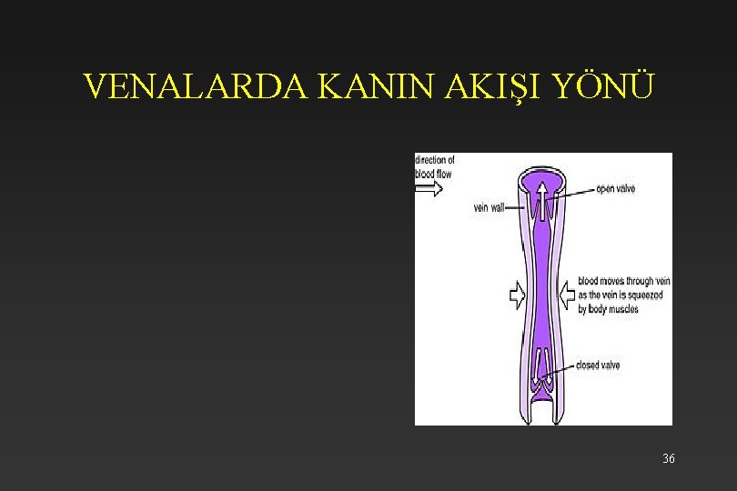 VENALARDA KANIN AKIŞI YÖNÜ 36 