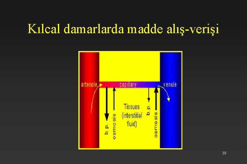 Kılcal damarlarda madde alış-verişi 39 