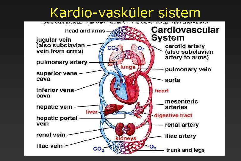 Kardio-vasküler sistem 4 