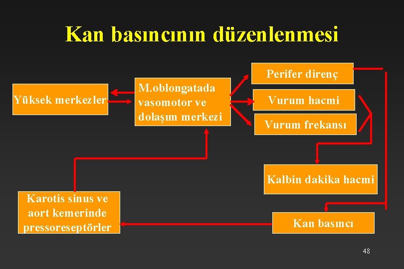 Kan basıncının düzenlenmesi Perifer direnç Yüksek merkezler M. oblongatada vasomotor ve dolaşım merkezi Vurum