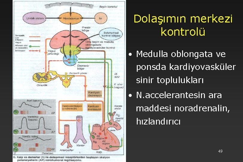 Dolaşımın merkezi kontrolü • Medulla oblongata ve ponsda kardiyovasküler sinir toplulukları • N. accelerantesin