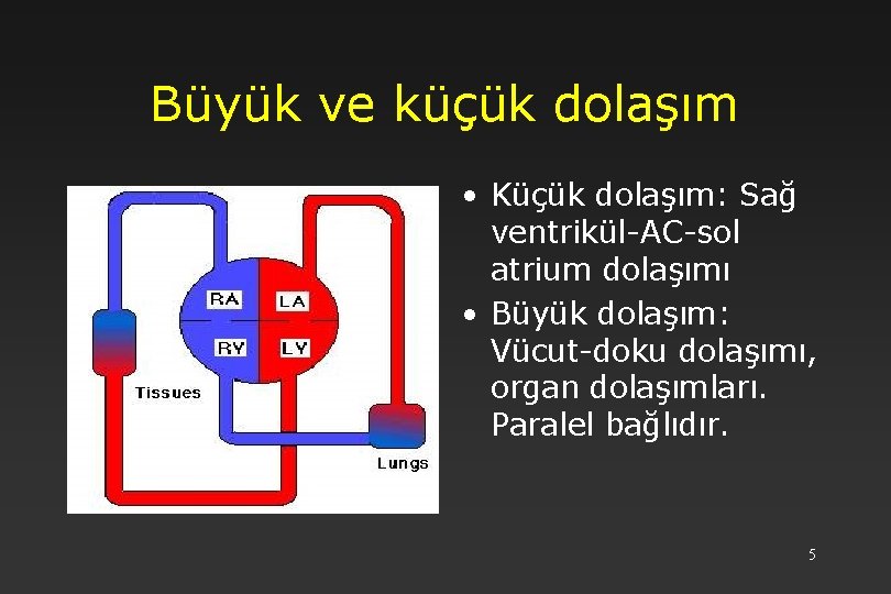 Büyük ve küçük dolaşım • Küçük dolaşım: Sağ ventrikül-AC-sol atrium dolaşımı • Büyük dolaşım: