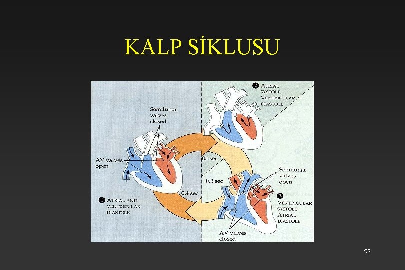 KALP SİKLUSU 53 