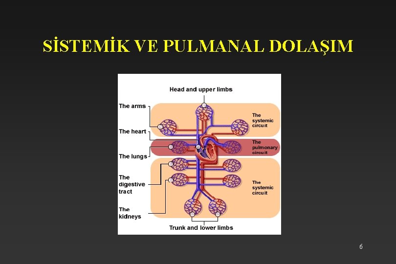 SİSTEMİK VE PULMANAL DOLAŞIM 6 