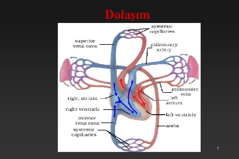 Dolaşım 7 