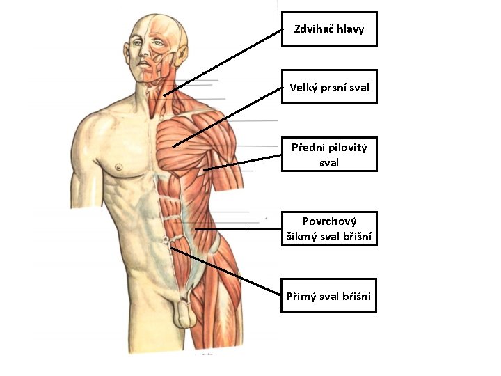 Zdvihač hlavy Velký prsní sval Přední pilovitý sval Povrchový šikmý sval břišní Přímý sval