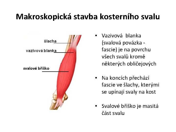 Makroskopická stavba kosterního svalu svalové bříško • Vazivová blanka (svalová povázka fascie) je na