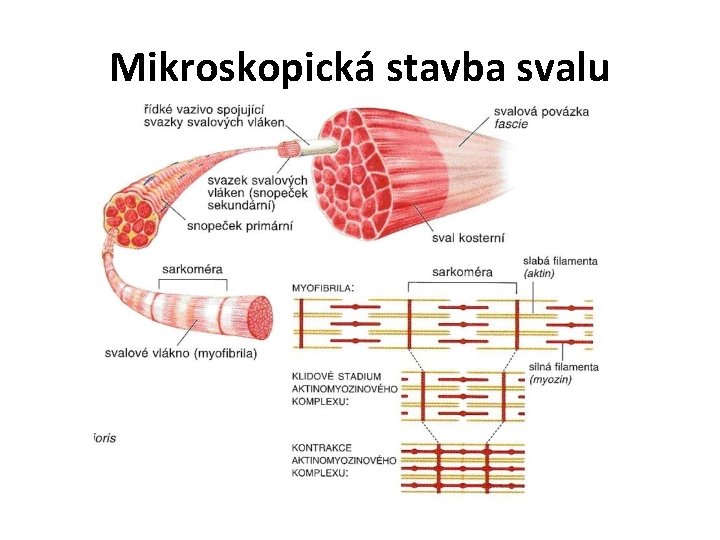 Mikroskopická stavba svalu 
