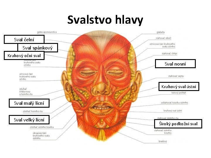 Svalstvo hlavy Sval čelní Sval spánkový Kruhový oční sval Sval nosní Kruhový sval ústní
