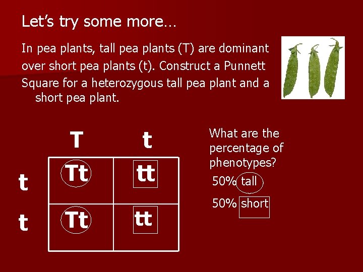 Let’s try some more… In pea plants, tall pea plants (T) are dominant over
