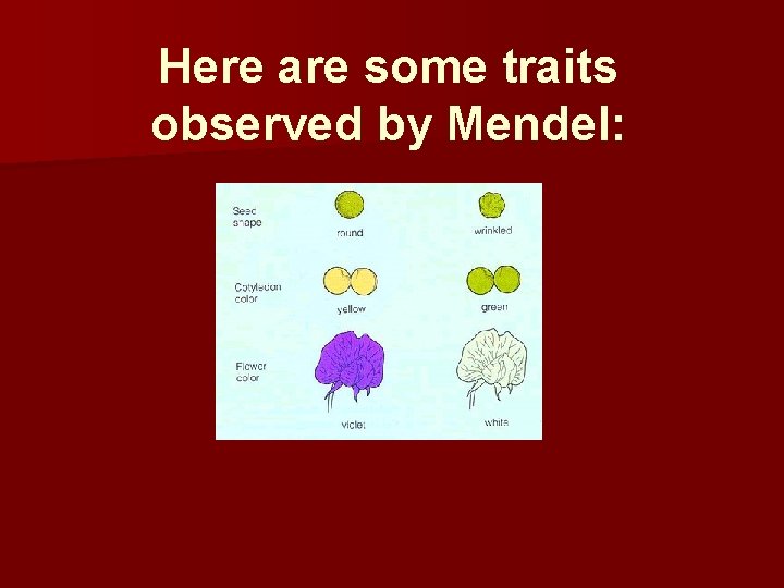 Here are some traits observed by Mendel: 