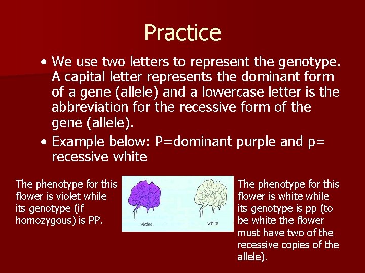 Practice • We use two letters to represent the genotype. A capital letter represents
