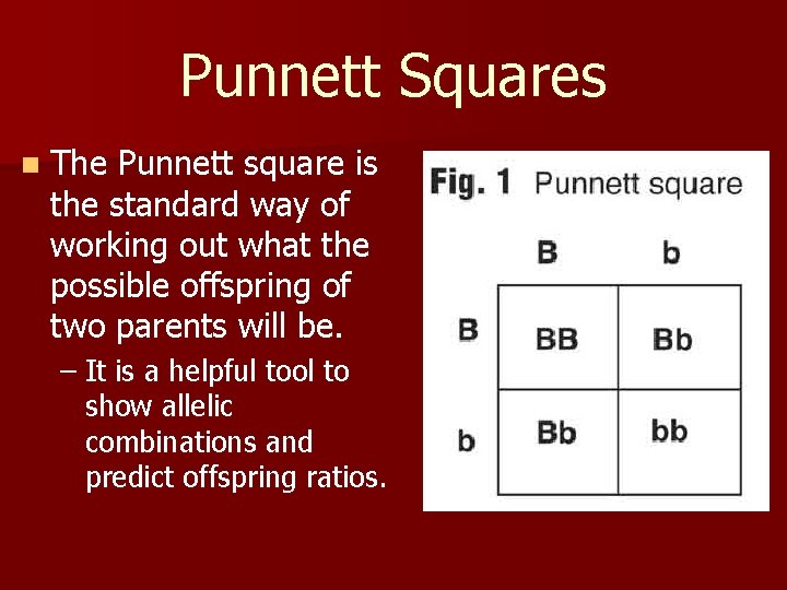 Punnett Squares n The Punnett square is the standard way of working out what