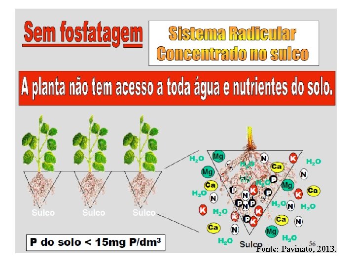 Fonte: Pavinato, 2013. 