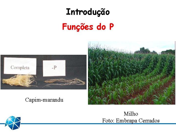 Introdução Funções do P Capim-marandu Milho Foto: Embrapa Cerrados 